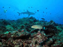 Underwater at Kure Atoll