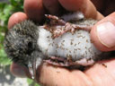 Ants attacking a sooty tern chick