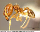 Pheidole megacephala