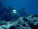 Monk seal