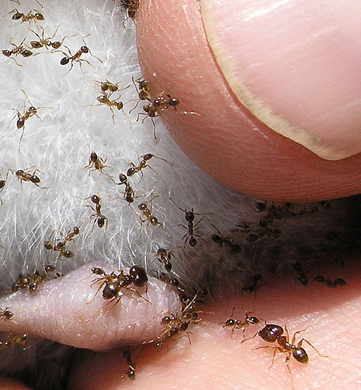 http://www.cordell.org/KURE/KURE_images/Wildlife/ants_close_512_web.jpg